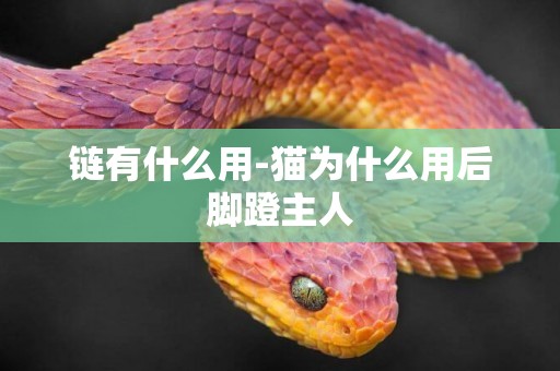 鏈有什么用-貓為什么用后腳蹬主人