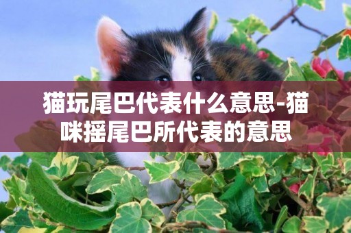 貓玩尾巴代表什么意思-貓咪搖尾巴所代表的意思