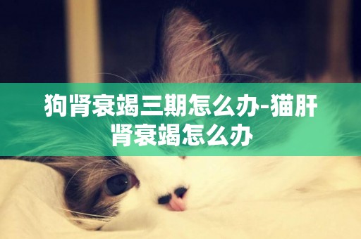 狗腎衰竭三期怎么辦-貓肝腎衰竭怎么辦