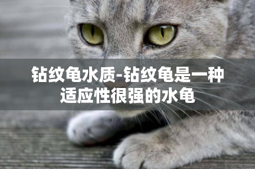 鉆紋龜水質-鉆紋龜是一種適應性很強的水龜