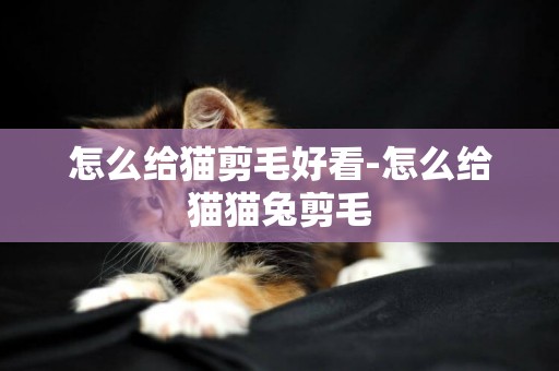 怎么給貓剪毛好看-怎么給貓貓兔剪毛