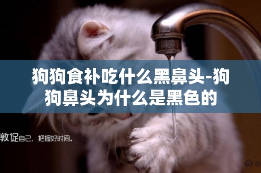 狗狗食補吃什么黑鼻頭-狗狗鼻頭為什么是黑色的