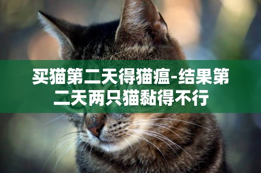 買貓第二天得貓瘟-結果第二天兩只貓黏得不行