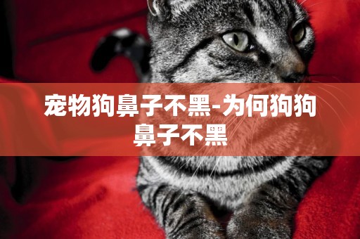 寵物狗鼻子不黑-為何狗狗鼻子不黑