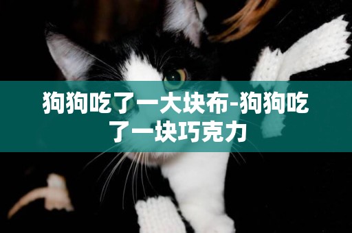狗狗吃了一大塊布-狗狗吃了一塊巧克力