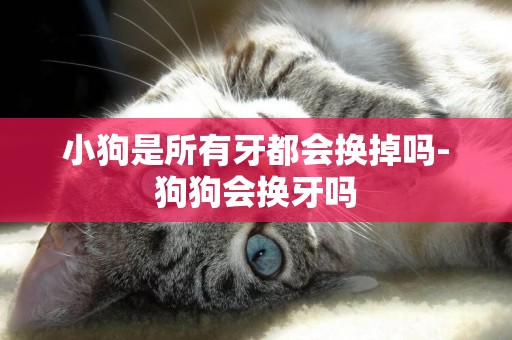 小狗是所有牙都會換掉嗎-狗狗會換牙嗎