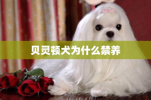貝靈頓犬為什么禁養