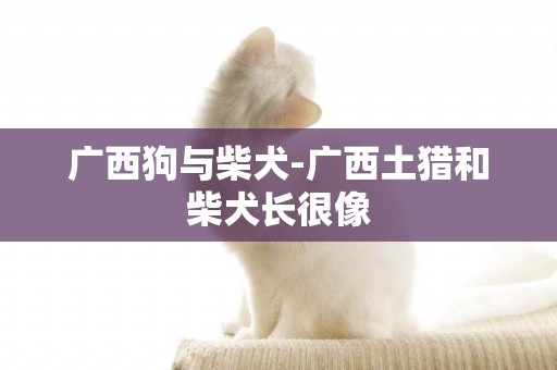 廣西狗與柴犬-廣西土獵和柴犬長很像