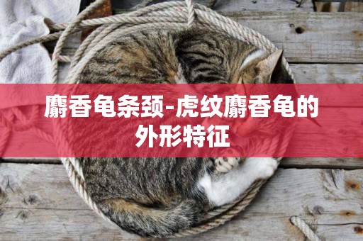 麝香龜條頸-虎紋麝香龜的外形特征