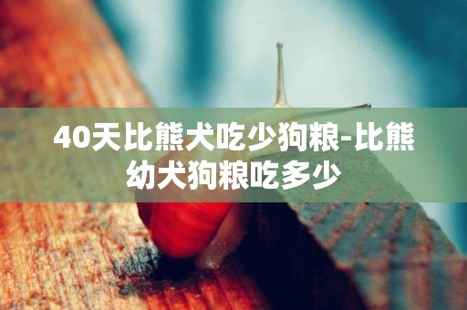 40天比熊犬吃少狗糧-比熊幼犬狗糧吃多少