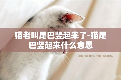貓老叫尾巴豎起來了-貓尾巴豎起來什么意思