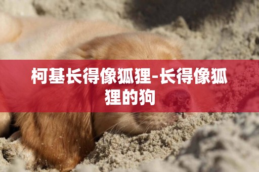 柯基長得像狐貍-長得像狐貍的狗