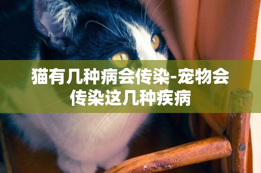 貓有幾種病會傳染-寵物會傳染這幾種疾病