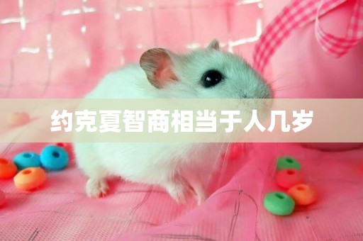 約克夏智商相當于人幾歲