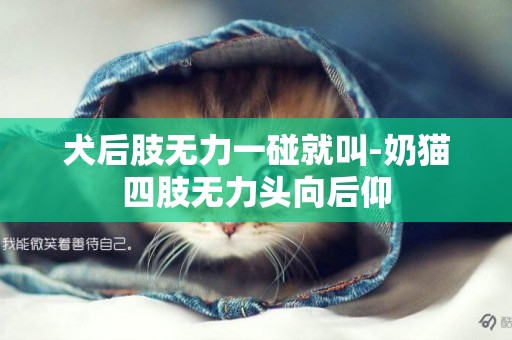 犬后肢無力一碰就叫-奶貓四肢無力頭向后仰
