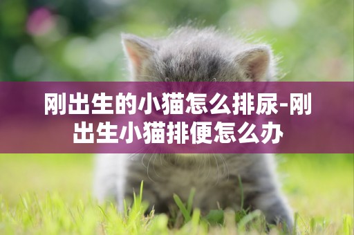 剛出生的小貓怎么排尿-剛出生小貓排便怎么辦
