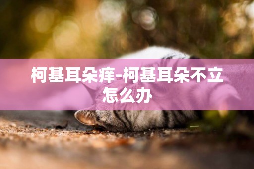 柯基耳朵癢-柯基耳朵不立怎么辦