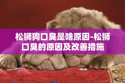 松獅狗口臭是啥原因-松獅口臭的原因及改善措施