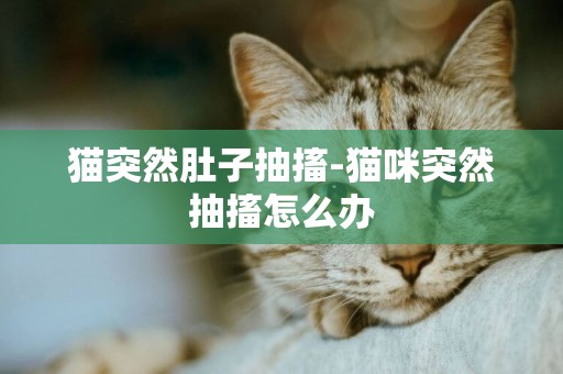 貓突然肚子抽搐-貓咪突然抽搐怎么辦