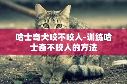 哈士奇犬咬不咬人-訓練哈士奇不咬人的方法