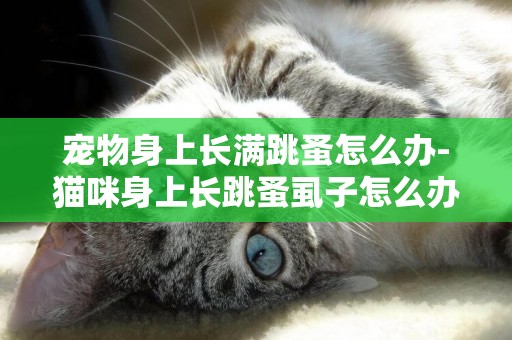 寵物身上長滿跳蚤怎么辦-貓咪身上長跳蚤虱子怎么辦