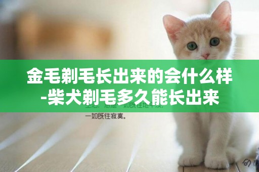 金毛剃毛長出來的會什么樣-柴犬剃毛多久能長出來