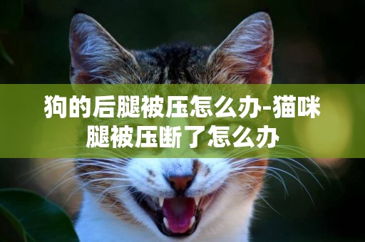 狗的后腿被壓怎么辦-貓咪腿被壓斷了怎么辦