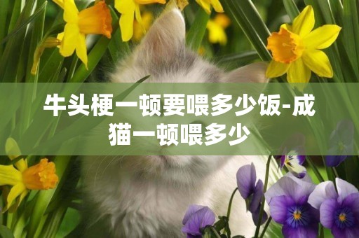 牛頭梗一頓要喂多少飯-成貓一頓喂多少