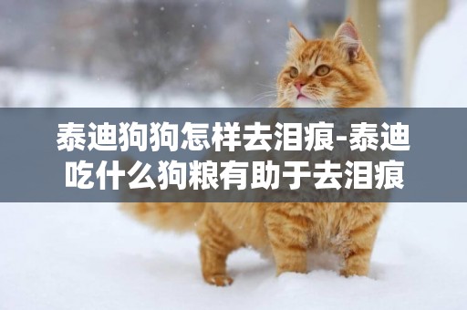 泰迪狗狗怎樣去淚痕-泰迪吃什么狗糧有助于去淚痕