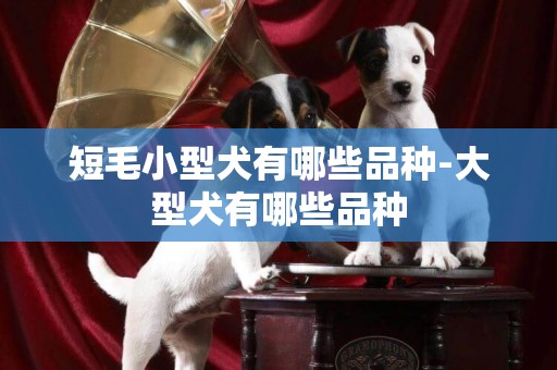 短毛小型犬有哪些品種-大型犬有哪些品種