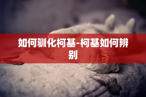 如何馴化柯基-柯基如何辨別