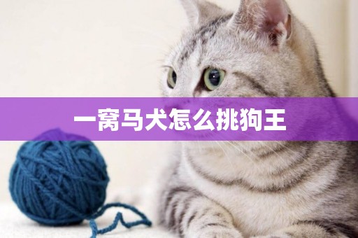 一窩馬犬怎么挑狗王