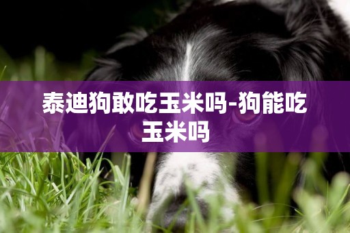 泰迪狗敢吃玉米嗎-狗能吃玉米嗎