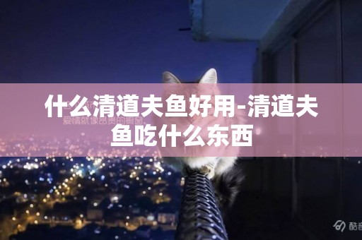什么清道夫魚好用-清道夫魚吃什么東西