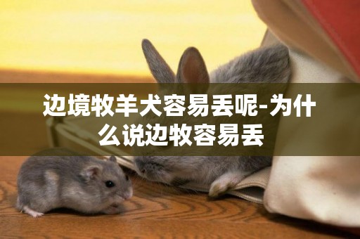 邊境牧羊犬容易丟呢-為什么說邊牧容易丟