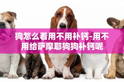 狗怎么看用不用補鈣-用不用給薩摩耶狗狗補鈣呢