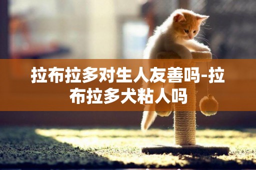 拉布拉多對生人友善嗎-拉布拉多犬粘人嗎