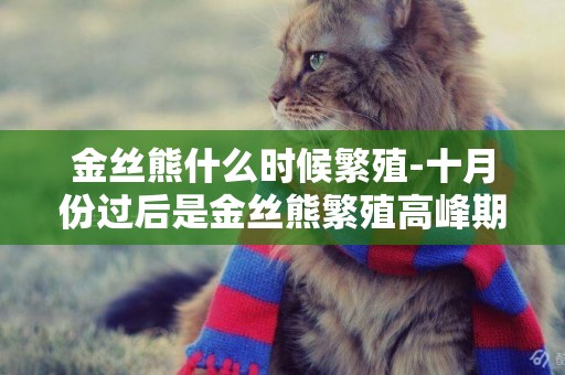金絲熊什么時候繁殖-十月份過后是金絲熊繁殖高峰期