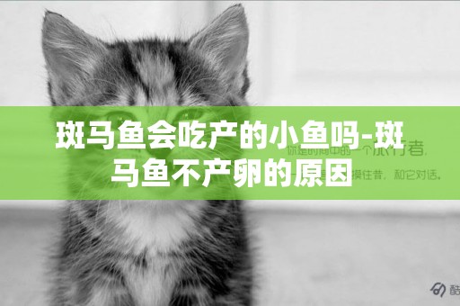 斑馬魚會吃產的小魚嗎-斑馬魚不產卵的原因