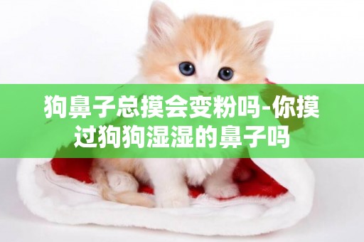 狗鼻子總摸會變粉嗎-你摸過狗狗濕濕的鼻子嗎
