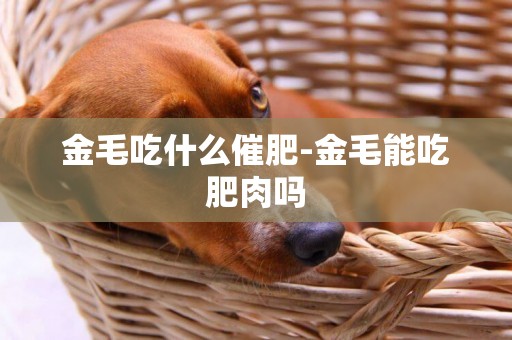 金毛吃什么催肥-金毛能吃肥肉嗎