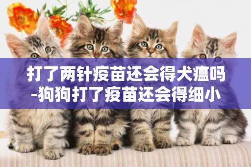 打了兩針疫苗還會得犬瘟嗎-狗狗打了疫苗還會得細小犬瘟這樣的疾病嗎