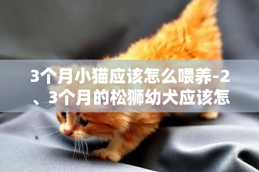 3個月小貓應該怎么喂養-2、3個月的松獅幼犬應該怎么喂養