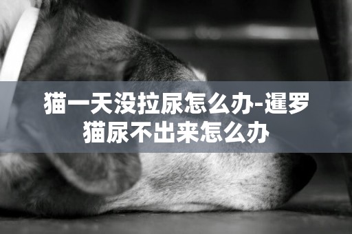 貓一天沒拉尿怎么辦-暹羅貓尿不出來怎么辦
