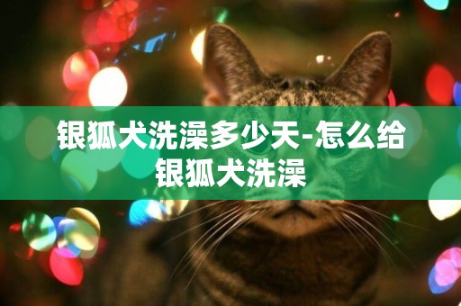 銀狐犬洗澡多少天-怎么給銀狐犬洗澡