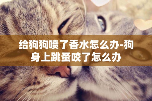 給狗狗噴了香水怎么辦-狗身上跳蚤咬了怎么辦