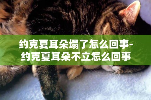 約克夏耳朵塌了怎么回事-約克夏耳朵不立怎么回事