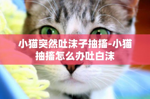 小貓突然吐沫子抽搐-小貓抽搐怎么辦吐白沫