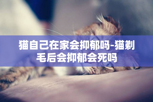 貓自己在家會抑郁嗎-貓剃毛后會抑郁會死嗎