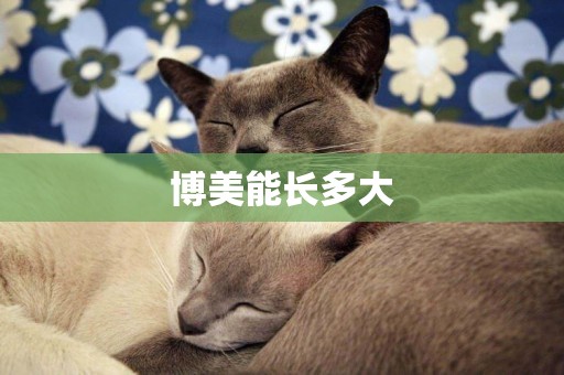博美能長多大